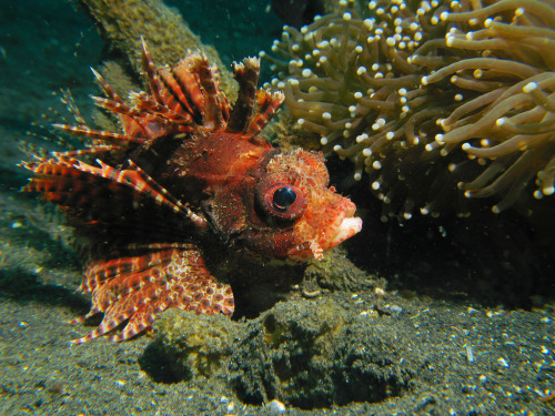 fuckyeahaquaria:  Dwarf Lionfish | Dendrochirus brachypterus (by The Sprain)