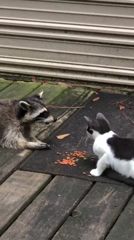 catalisst:dailyraccoons:If you&rsquo;re gonna share, show your face, you wily