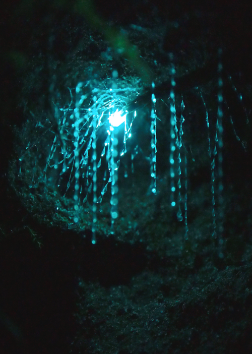 nubbsgalore:the waitomo limestone caves on new zealand’s northern island are home to an endemic spec