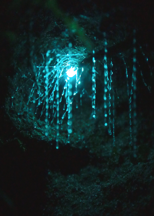 Porn nubbsgalore:the waitomo limestone caves on photos