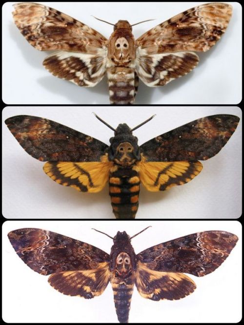 crisolyn-uendelig:The Death’s Head Hawk Moth