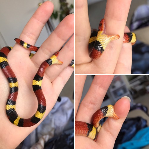 Compilation of my Scarlet Kingsnake nomming on me. We all have our day, right? :p