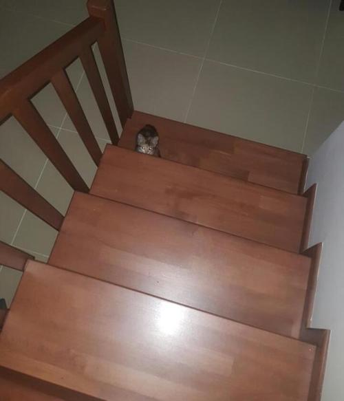 constantcaturday:I lost my tiny kitten in the house, turns out she has been following me around sile