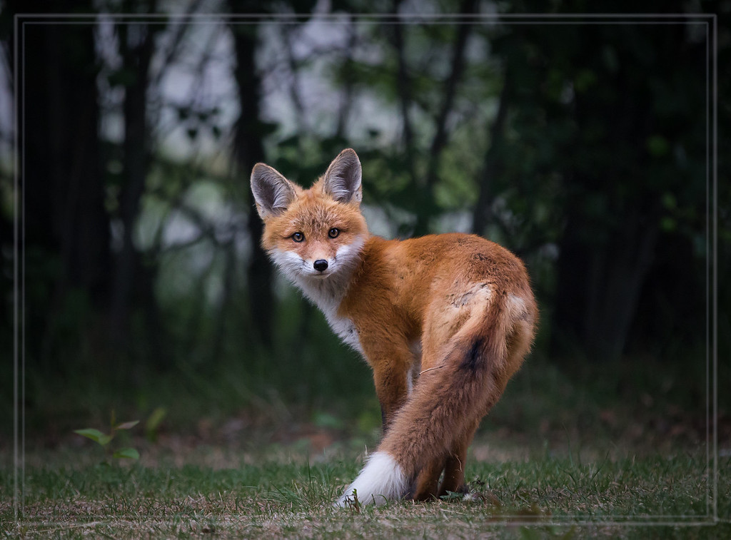 Fox World on Tumblr: Stranded Photo by Allan Ogilvie