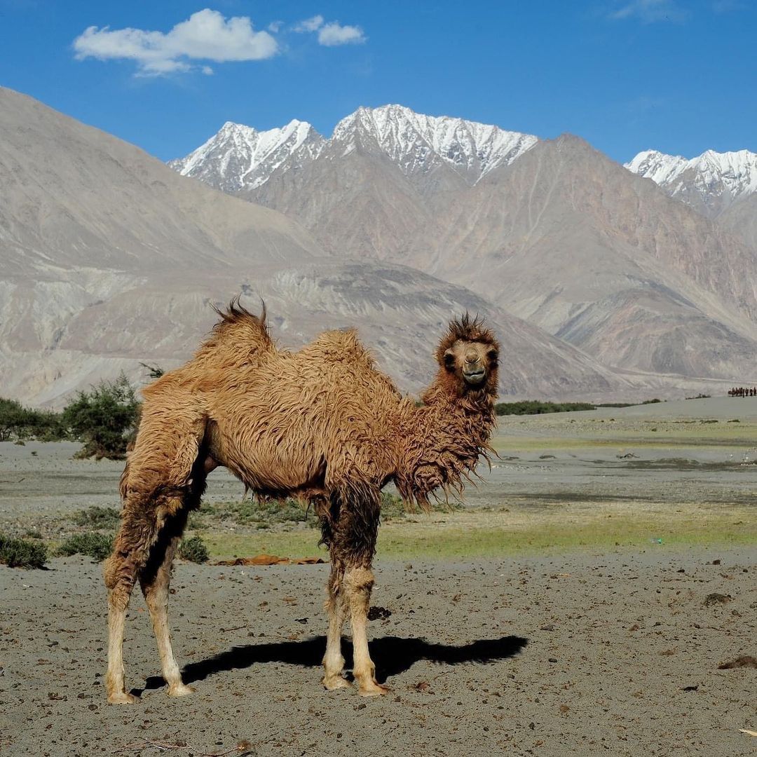 Truth or Tail: A camel's hump, Cleveland Zoological Society