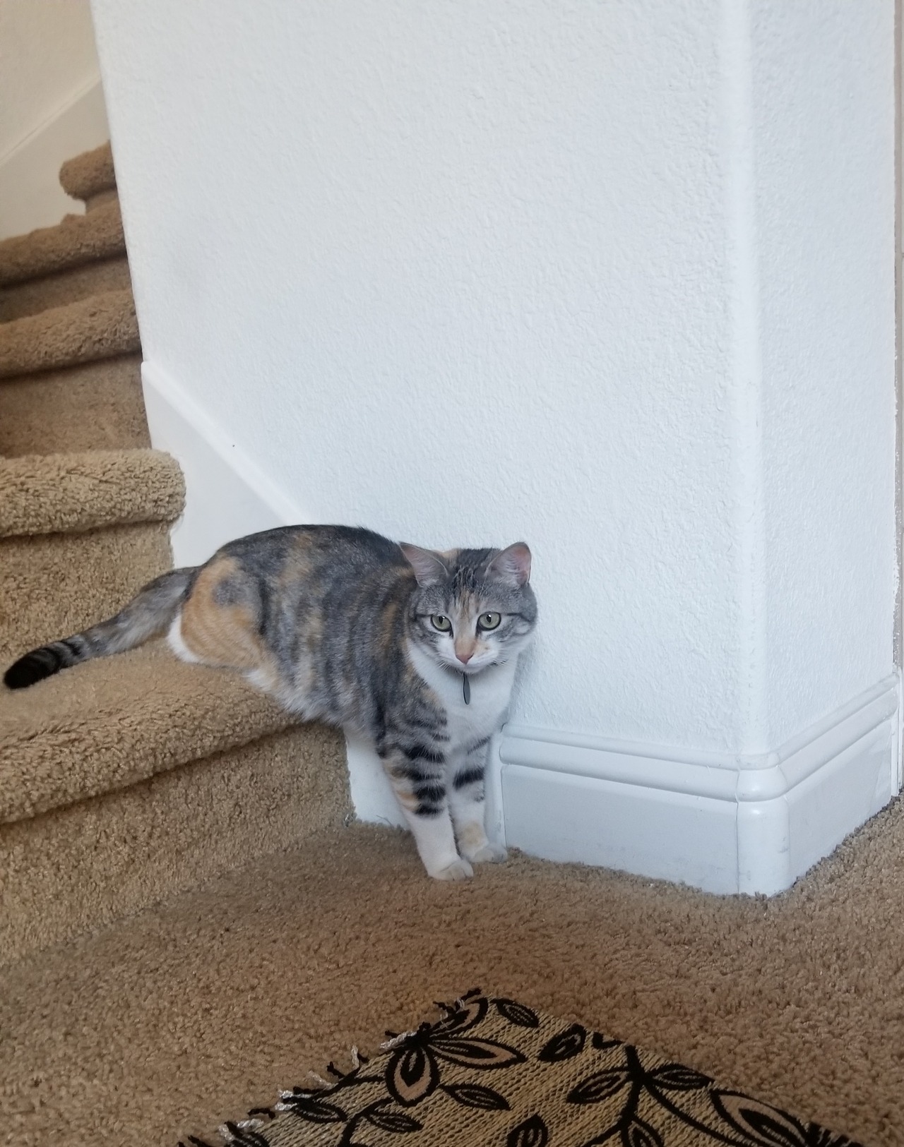 felinepurrstory:  twunkalicious:  ghhhdgshsj why is she sitting like that!!  Lesbian