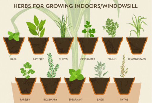 lifemadesimple: The Herb Grower’s Cheat Sheet*Growing seasons and planting information below a