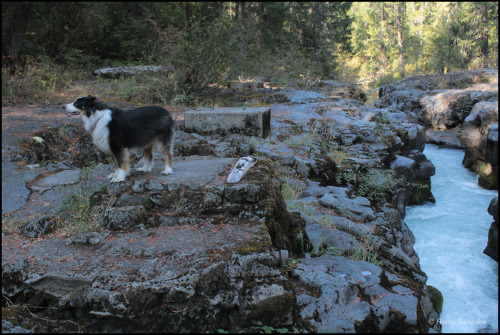 Hiking Dog in Fall plumage - High Cascades - OregonHarry Snowden