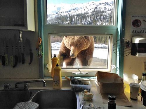 loveforallbears:Cook Anne Gervais had a surprise visitor at the kitchen window when preparing a roas