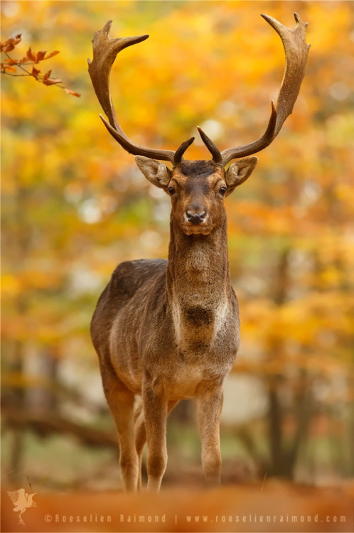 drxgonfly:Fallow Deer in Autumn Forest (by Roeselien Raimond)