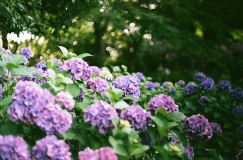 motivecap:紫陽花　（あじさい）hydrangeaTamagawa, Tokyo Japan, 2017.07Matt Viveen  Canon FTb