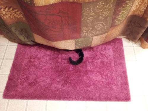 catsbeaversandducks:Cats Who Think They’re Masters of Hide-And-Seek