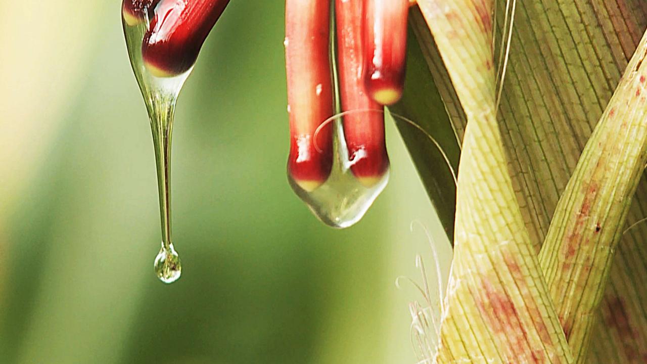 Can We Grow One of the World’s Largest Food Crops Without Fertilizer?