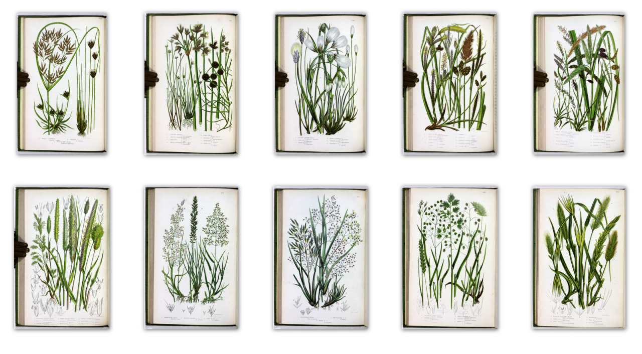 michaelmoonsbookshop:  The British Grasses and SedgesAnne PrattLondon Society for