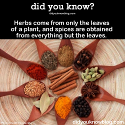 did-you-kno:  Herbs come from only the leaves of a plant, and spices are obtained from everything but the leaves.  Source