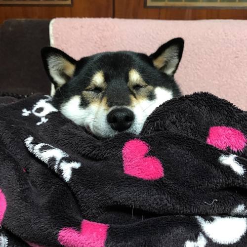 フリースの毛布に埋まっている… #犬 #dog # #柴犬 #shibainu #shibadog #shibaken #黒柴 #kuroshiba #うちの子が可愛すぎる