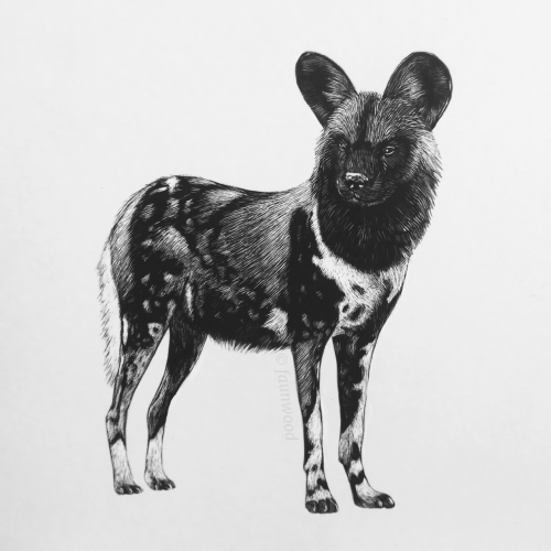 African Wild Dog, Lycaon pictus, Ink on scratchboardBecause my love for african wild dogs is forever