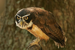 owlday:  Spectacled Owl