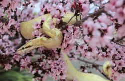 i-m-snek: ~Springtime~