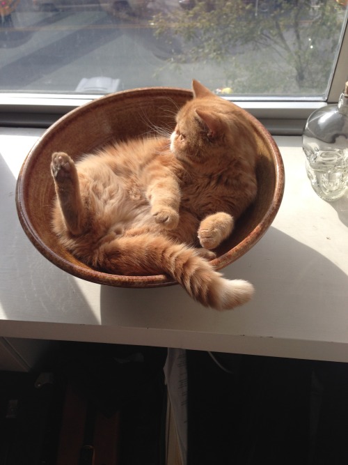 fitzroythecat:  So hard to get comfortable some days. 