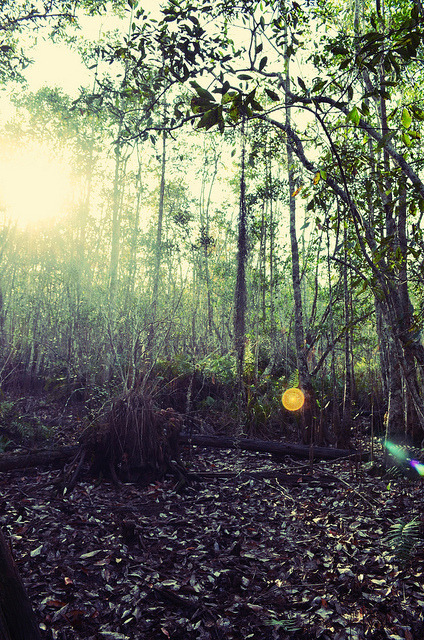 The Forest by theway-we-are on Flickr.