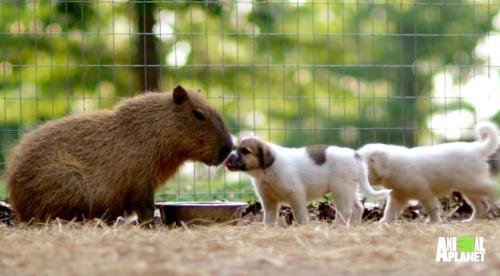 dodosite: The orphaned puppies who show up at the doors of the Rocky Ridge Refuge all find themselve