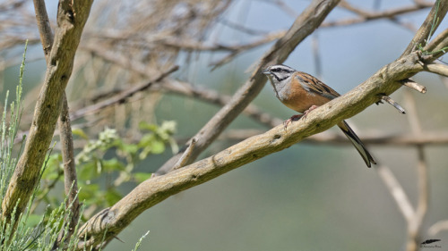 Rock Bunting - Cia (Emberiza cia)Freixo de Espada à Cinta (17/05/2022)[Nikon D500; AF-S Nikkor 500mm