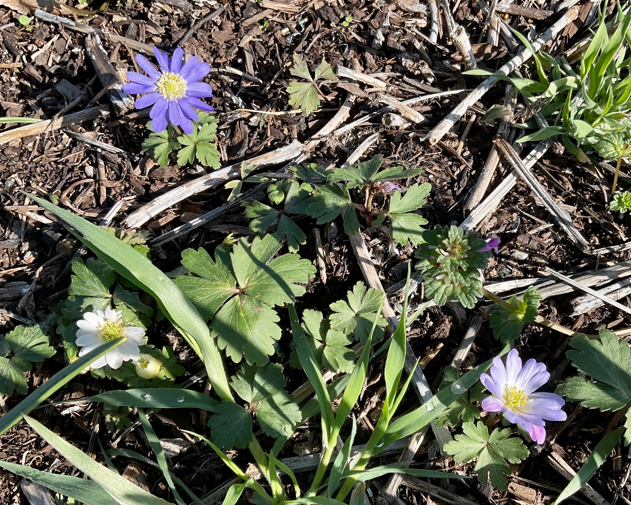 An overhead shot of a plant with flat, lobed leaves, off which come several daisy-like flowers in shades of blue and white with yellow centers.