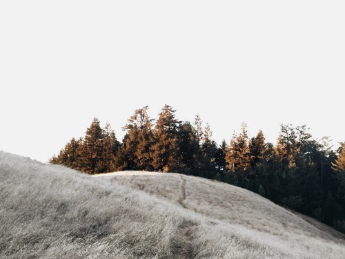 avoyageforever:Mt. Talampais, Mill Valley, CA.