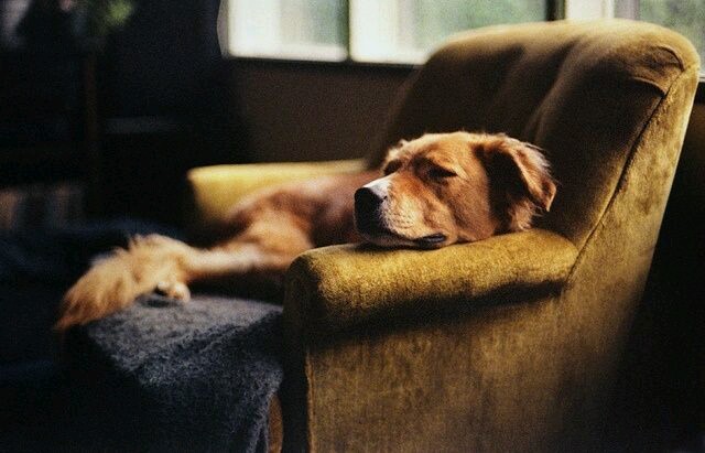Gently Dreaming