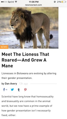 a-goat-in-sheeps-clothing:  adventuresinhormones:  h0odrich:  omg  TRANS LION TRANS LION TRANS LION  Current gender: *roars like a lion* 