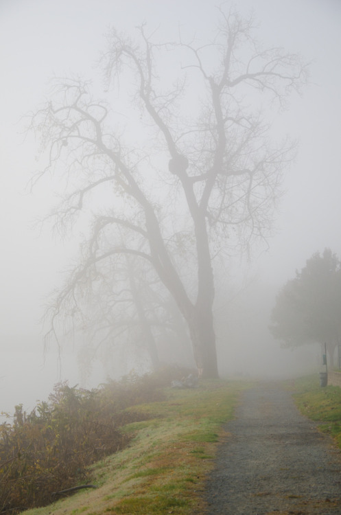 captain1aardvark: Fog | Cohoes, New York by Helena Bowman Via Flickr: 11.09.11