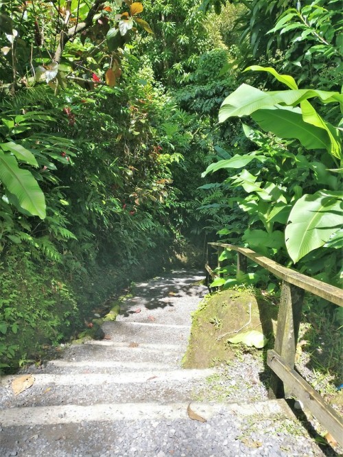 liss-ome:Pathways through Dominica - more @wander-uploads 