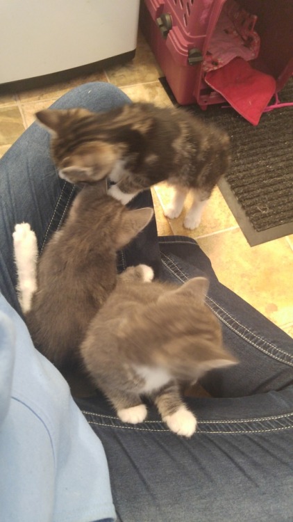 lone-sock:  The black marble tabby is socks (ft her two sisters)-SHES ADORABLE SMOOCH HER FOR ME FROM ONE SOCK TO ANOTHER