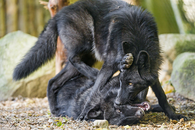 mirifika:phototoartguy:Playing young black wolves by Tambako the Jaguar on Flickr.