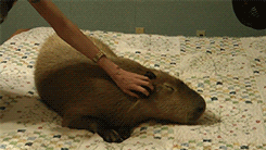 aardwolfpack:  The capybara (Hydrochoerus hydrochaeris), the largest and cuddliest