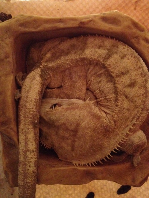 reptilesrevolution: Caught him sleeping at his favorite bed this morning.