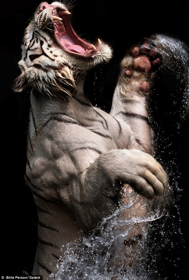 petapeta:  A Powerful Display of Rare White Tigers at Feeding Time - My Modern Metropolis