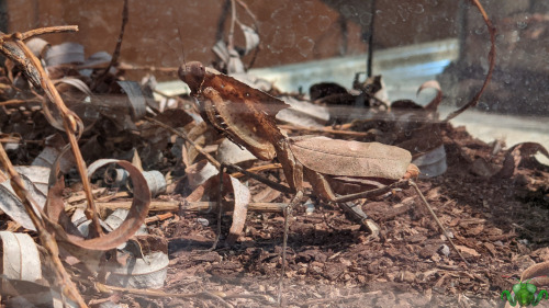 Giant Dead Leaf Mantis - Deroplatys desiccata The Ontario Science Centre showcase continues with a b