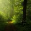 lucznikofthegreenforest