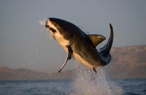 nubbsgalore:sharks can fly. photos by (click pic) chris mclennan, dirk schmidt and chris fallows of 