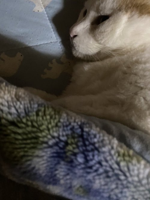 小見山沙空さんのツイート: おはよ～ございます 1年がもう終わってしまう早すぎる(`o´) 昨日じろちゃんにお布団かけてあげた✌️ 冬は毛布しか勝たん！ですな！ #猫 #猫のいる暮らし h