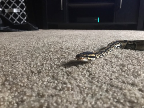 glitterslither:Anbam!