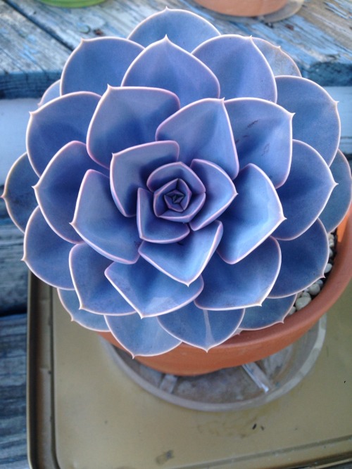 feeelingalright:  This past winter vs. this summer comparison of my favorite plant. It’s amazing the changes that occur of a period of a couple months. 