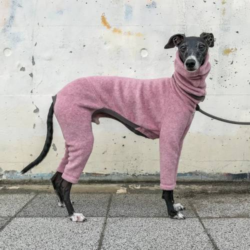 littlealienproducts:  Italian Greyhound Clothing