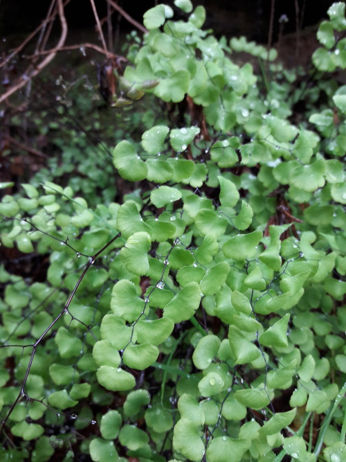 kimboli-stromboli:Ferns and shrooms
