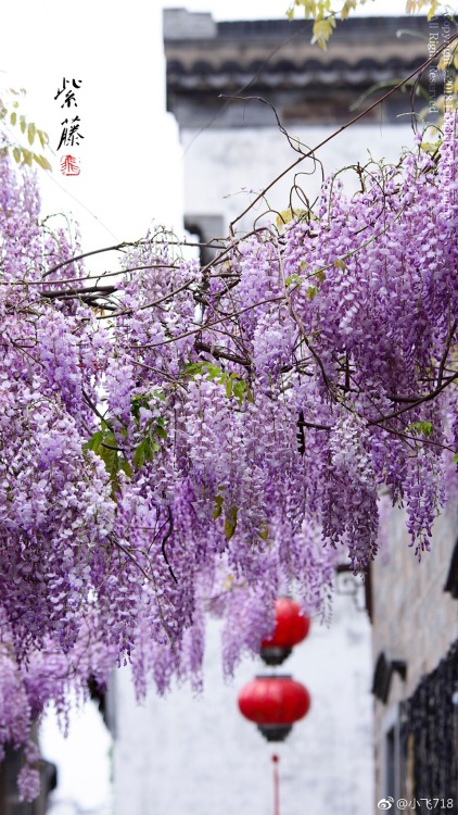 fuckyeahchinesegarden:wisteria blossom in chinese alley by 小飞718