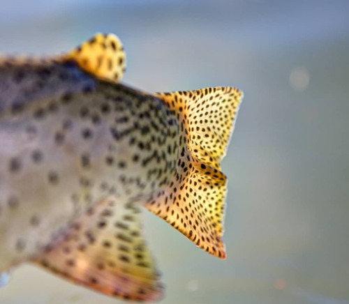 Spots and spots and spots. #cutthroat #flyfishingphotography #repyourwater #winstonrods #stillwaterf