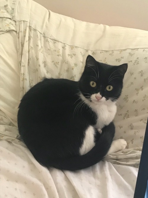 catsuggest:her face…round… her eyes…even rounder