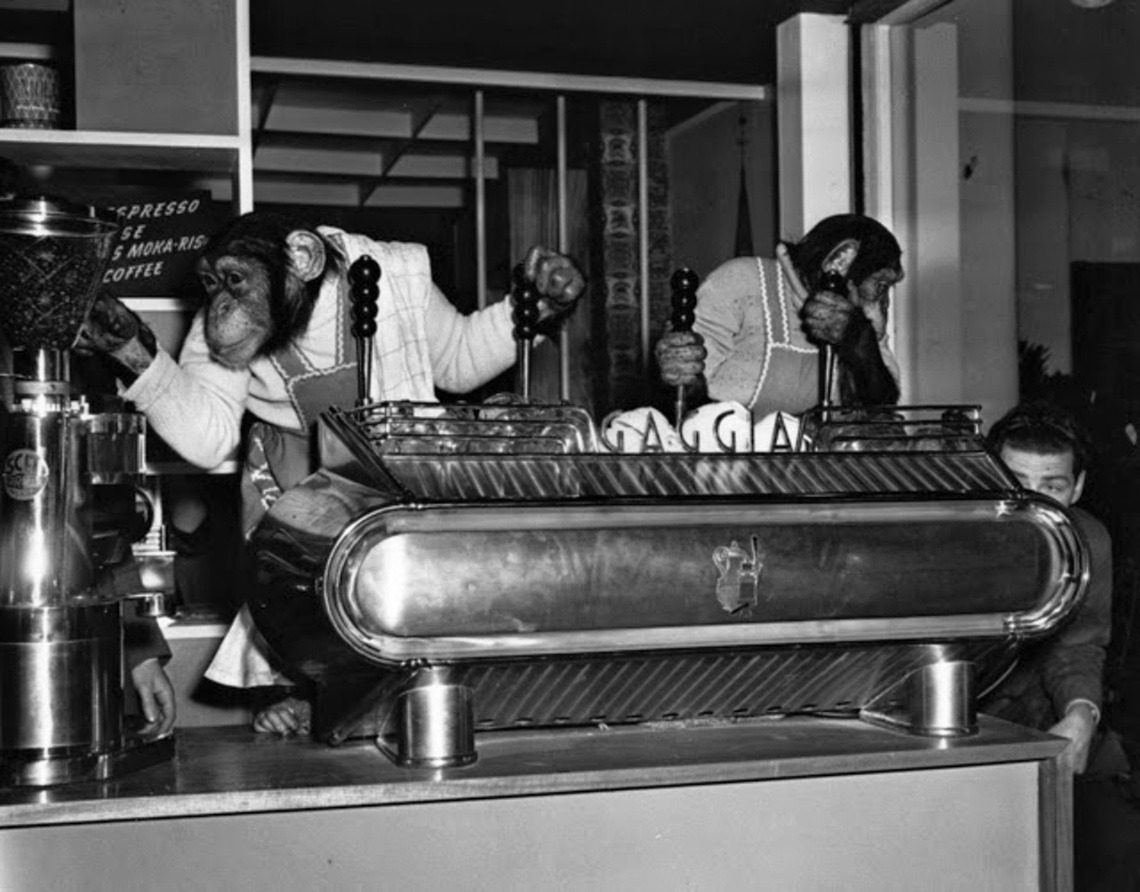 Chimpanzees Pepi and Janet try their hand at making espresso at the Hotel and Catering
